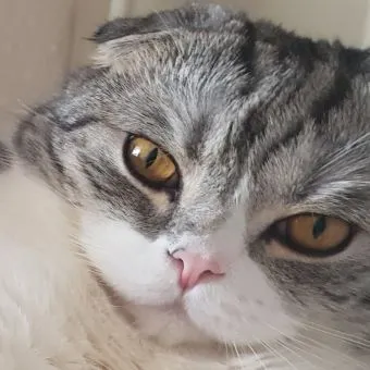 MrWhiskus